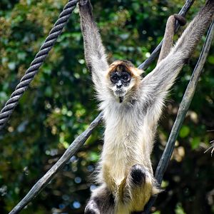 Black-handed Spider Monkey