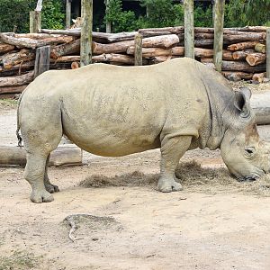 Southern White Rhino