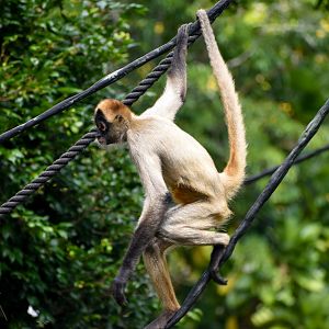 Black-handed Spider Monkey