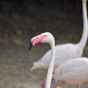 Greater Flamingo
