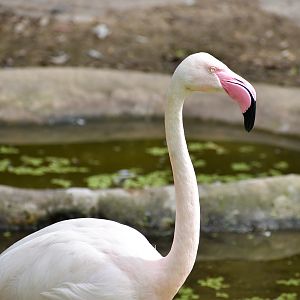 Greater Flamingo