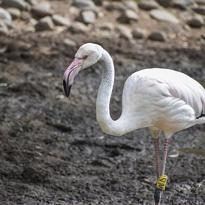 Greater Flamingo (juvenile)