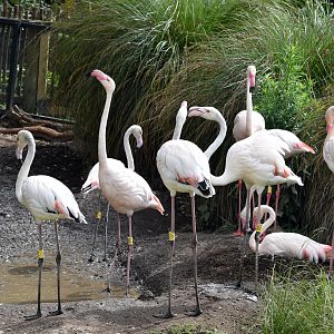 Greater Flamingo flock