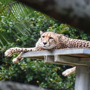 Cheetah