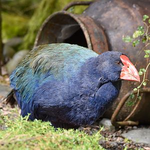 South Island Takahe