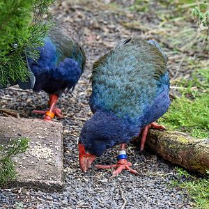 feeding South Island Takahe