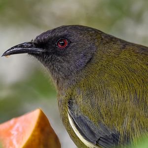 New Zealand Bellbird