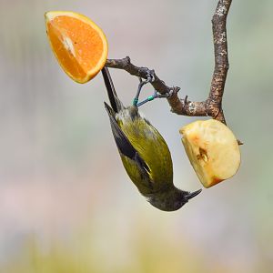 New Zealand Bellbird