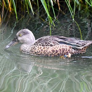 New Zealand Shoveler
