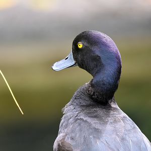 New Zealand Scaup