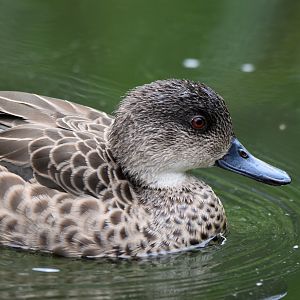 Grey Teal