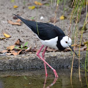 Black x Pied Stilt