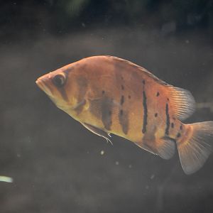 Indonesian Tiger Perch