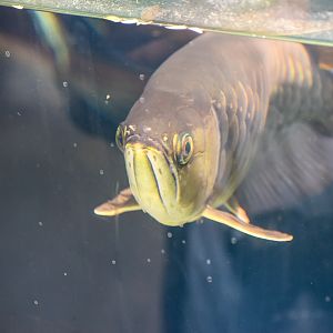 Asian Arowana