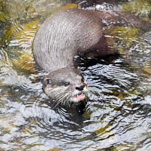 Asian Small-clawed Otter