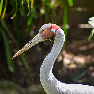 Brolga