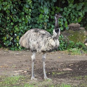 Emu