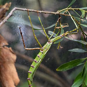 Goliath Stick Insect