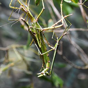 mating Goliath Stick Insects