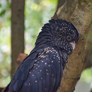 Red-tailed Black Cockatoo