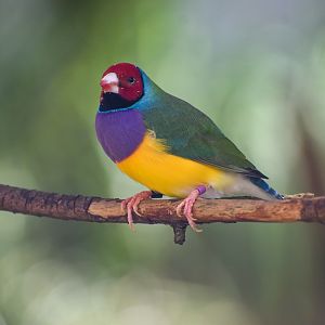 Gouldian Finch