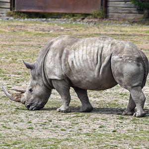 Southern White Rhinoceros