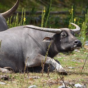Asian Water Buffalo