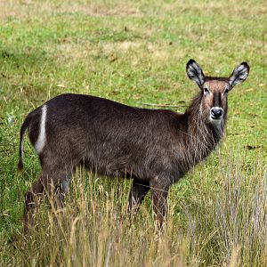 Waterbuck