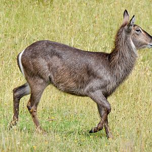 Waterbuck