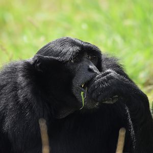 Siamang - imported from Pairi Daiza