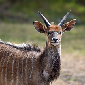 Nyala