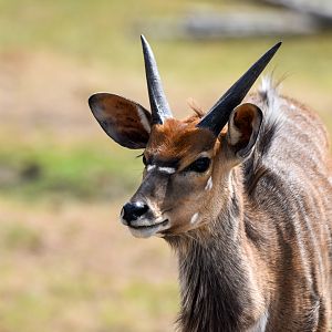 Nyala