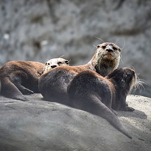 Asian Small-clawed Otters