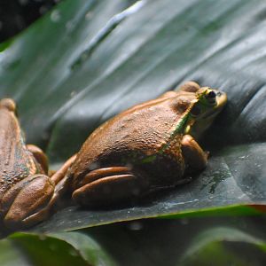 Green-and-Golden Bell Frogs