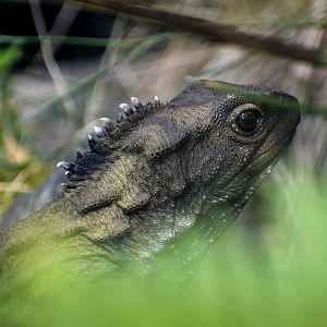 Tuatara