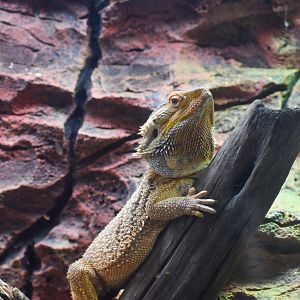 Central Bearded Dragon