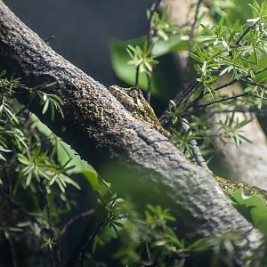 Forest Gecko
