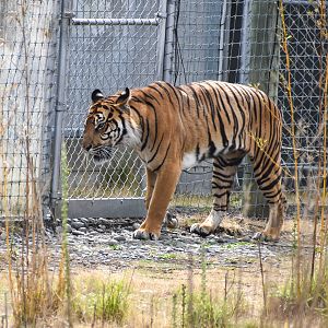 Sumatran Tiger