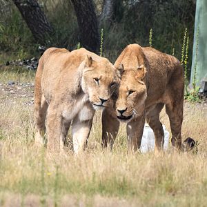 African Lions
