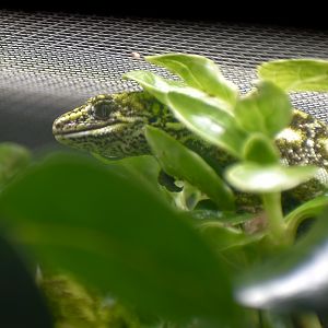 West Coast Green Gecko