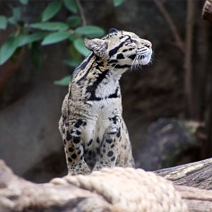Clouded Leopard