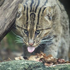 Fishing Cat