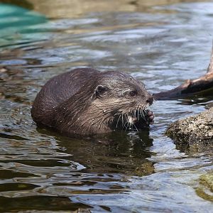 Asian Small-clawed Otter