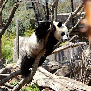 Beibei the Giant Panda, April 2018