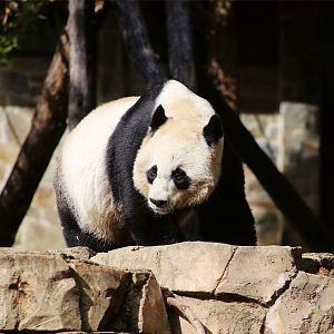Giant Panda