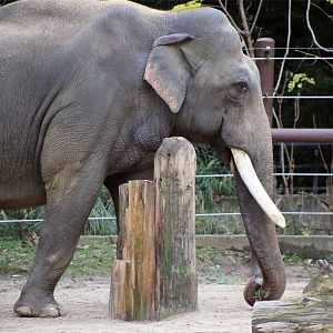 Spike the Asian Elephant
