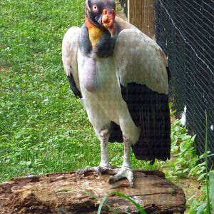 King Vulture, September 2013