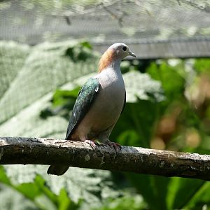Chestnut-naped imperial pigeon (Ducula aenea paulina)