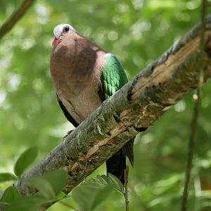 Common emerald dove (Chalcophaps indica)