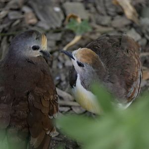 Cinnamon ground dove (Gallicolumba rufigula)